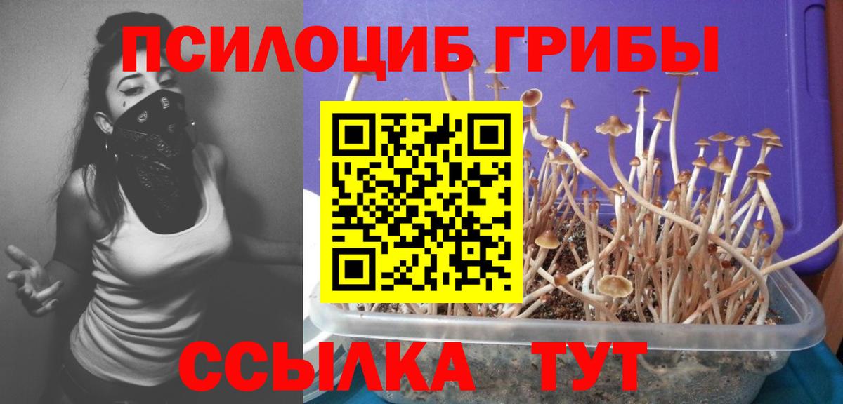 Псилоцибиновые грибы прущие грибы Ростов Великий